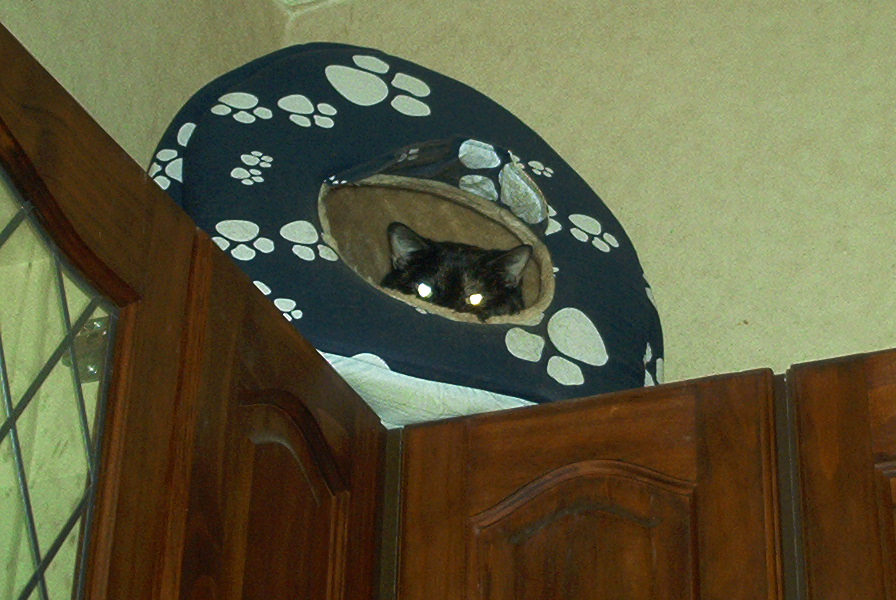 chuftythecat