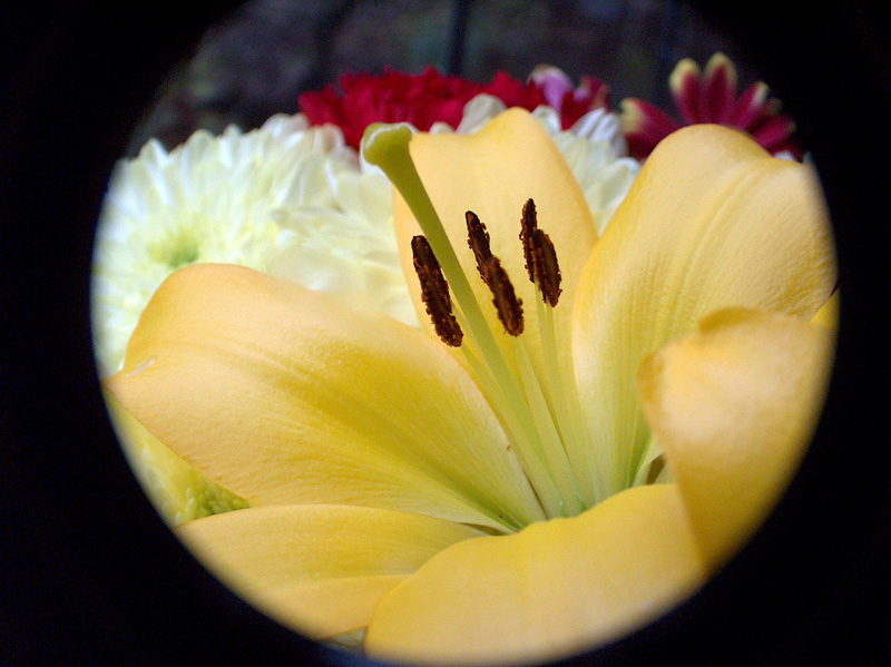 flower